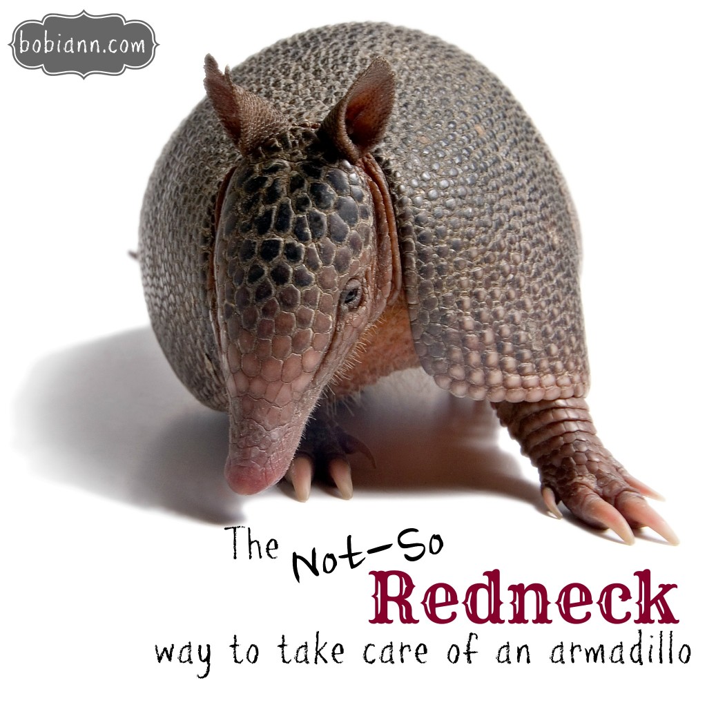 armadillo1